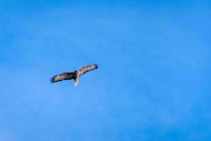 Mäusebussard fliegt in der Nähe von East Grinstead in West Sussex foto