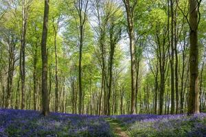 Glockenblumen aus Wepham-Holz foto