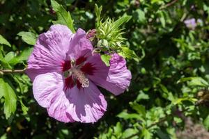 rosafarbener Hibiskus, der in East Grinstead blüht foto