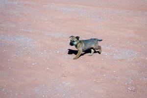 Hundewandern im Monument Valley foto