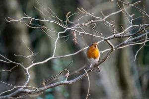 Robin singt an einem Wintertag in einem Baum foto