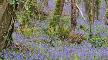 ein streifen von glockenblumen in wäldern in der nähe von coombe in cornwall foto