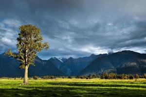 Baum in goldenes Licht getaucht foto