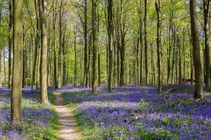 Glockenblumen aus Wepham-Holz foto