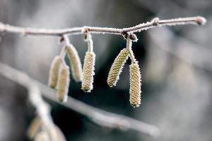 Kätzchen auf einem Haselbaum, der an einem Wintertag mit Raureif bedeckt ist foto