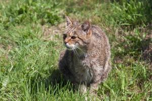 Nahaufnahme einer europäischen Wildkatze foto