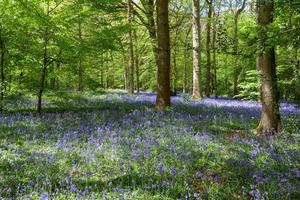 Glockenblumen in den Wäldern von Staffhurst in der Nähe von Oxted Surrey foto