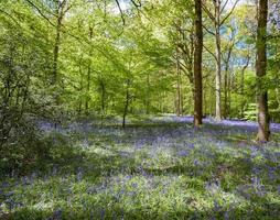 Glockenblumen in den Wäldern von Staffhurst in der Nähe von Oxted Surrey foto