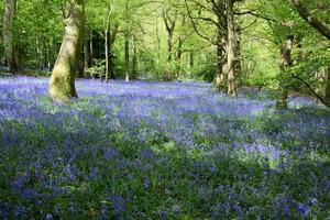 Glockenblumen in den Wäldern von Staffhurst in der Nähe von Oxted Surrey foto