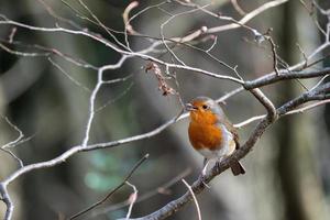 Robin singt an einem Wintertag in einem Baum foto