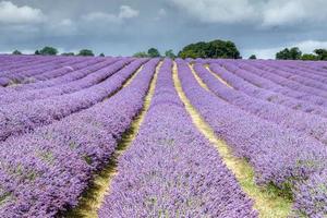 Lavendelfeld in Banstead, Surrey foto