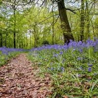 Glockenblumen in den Wäldern von Staffhurst in der Nähe von Oxted Surrey foto