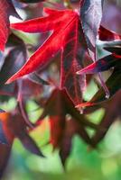 American Red Gum Tree Blätter im Herbst foto