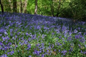 Glockenblumen in den Wäldern von Staffhurst in der Nähe von Oxted Surrey foto