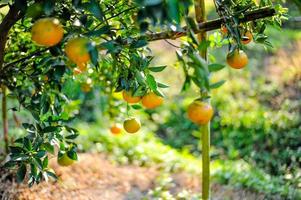 Orangengarten mit vielen reifen Obstgärten. Gelb steht dem orangefarbenen Garten der Gärtner gegenüber, die auf die Ernte warten. foto