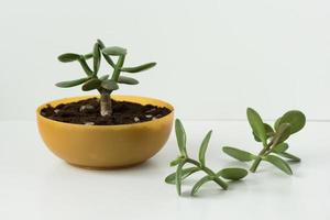 hausgemachte gequetschte Crassula ovata und Stecklinge foto