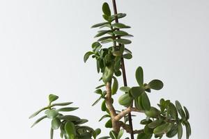 crassula ovata zweig- und stabgestützte pflanze foto