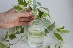 hand, die zweig von ficus benjamina im glas mit wasser hält foto