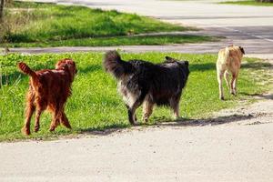 Rote, schwarze und weiße Hunde laufen auf der Straße. drei Haustiere in der Natur. foto