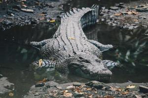 Salzwasserkrokodil oder Salzwasserkrokodil oder indo-australisches Krokodil oder Menschenfresserkrokodil. Sonnenbaden am Sumpf. foto