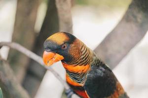 Dusky Lories oder Banded Lories oder Nuri Kelam mit orangefarbenen und schwarzen Federn foto