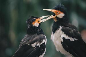 der pied myna oder der asiatische scheckenstar oder jalak suren, ein einheimischer myna-vogel aus indonesien foto