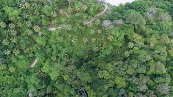 Erstaunliche Waldluftaufnahme von Waldbäumen, Regenwaldökosystem und gesunder Umgebung, Hintergrundtextur von grünen Bäumen, Wald von oben nach unten foto