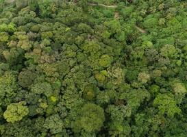 erstaunliche üppige Waldluftaufnahme von Waldbäumen, Regenwaldökosystem und gesunder Umgebung, Hintergrundtextur von grünen Bäumen, Wald von oben nach unten foto