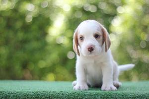 Diese Hunde werden verwendet, um Lebensmittel im Gepäck zu erkennen. Beagles haben ausgezeichnete Nasen. Beagles werden in einer Reihe von Forschungsverfahren eingesetzt. foto