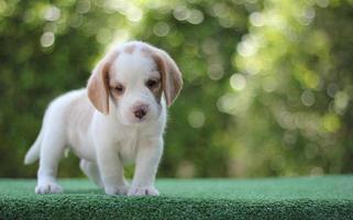 Diese Hunde werden verwendet, um Lebensmittel im Gepäck zu erkennen. Beagles haben ausgezeichnete Nasen. Beagles werden in einer Reihe von Forschungsverfahren eingesetzt. foto