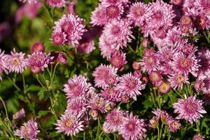 nahaufnahme des schönen rosa blumenhintergrundes foto