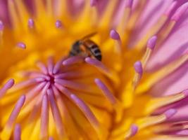 Zoom ist Lotus und Biene foto