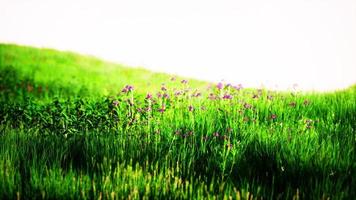 Gras auf dem Feld bei Sonnenaufgang foto