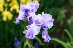 violette und gelbe Irisblüten im Frühjahr foto