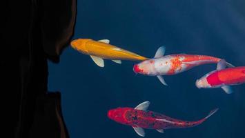 ausgefallene Koi-Fische oder ausgefallene Karpfen, die in einem schwarzen Teichfischteich schwimmen. beliebte Haustiere zur Entspannung und Feng-Shui-Bedeutung. foto