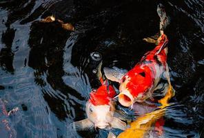 ausgefallene Koi-Fische oder ausgefallene Karpfen, die in einem schwarzen Teichfischteich schwimmen. beliebte Haustiere zur Entspannung und Feng-Shui-Bedeutung. Der Fisch sprang auf und öffnete sein Maul über dem Wasser. auf Essen warten foto