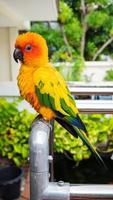 Papageien, Sonne Cornure, gelb und grün. Papageien werden unabhängig voneinander aufgezogen. kann nach Bedarf fliegen. süßer Vogel oder Haustier, natürlich aufgezogen, nicht eingesperrt oder angekettet, frei fliegend.