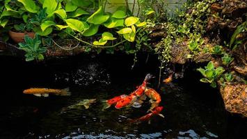 japanische koi-fische oder ausgefallene karpfen, die in einem schwarzen teichfischteich schwimmen. beliebte Haustiere zur Entspannung und Feng-Shui-Bedeutung. beliebte Haustiere bei Menschen. Asiaten lieben es, es für Glück zu erziehen. foto