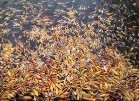 viele goldene oder ausgefallene Koi-Fische schwärmen in die gleiche Richtung. zum Essen in den Fischteich kommen foto