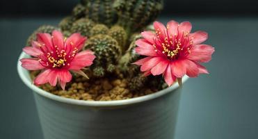 Blumen blühen. 2 Kaktus, orange, fast rot, Gymnocalycium, das auf einer langen, gewölbten, stacheligen Pflanze blüht, die einen schwarzen Hintergrund umgibt und von oben leuchtet. foto