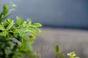 Die Blätter sind im Regen nicht belaubt. Es gibt Tropfen in Blättern, Trieben, Blättern, weichen Blättern, dem Konzept der natürlichen Pflege. foto