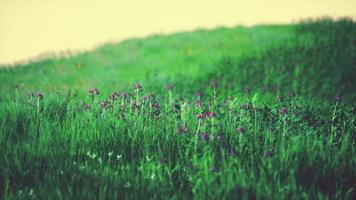 schönes Wiesenfeld mit frischem Gras foto