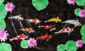 Koi oder ausgefallene Koi-Fische schwimmen im Kreis. vermittelt Glück im Feng Shui. Fische schwimmen in einem Lotusteich mit rosafarbenen Lotusblumen Der Teichboden ist ein Flussfelsen. 3D-Rendering foto