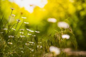 Morgensonne und Gänseblümchen, die auf einer Wiese wachsen. künstlerisches Naturmakro, weißes Blumenfeld des Frühlingssommers. verschwommene Bokeh-Nahaufnahme Kamillenblüten Landschaft foto