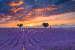 sommerfeld mit blühenden lavendelblumen gegen den sonnenunterganghimmel. schöne naturlandschaft, urlaubshintergrund, berühmtes reiseziel. malerische naturansicht, heller sonnenuntergang sonnenaufgang, provence foto