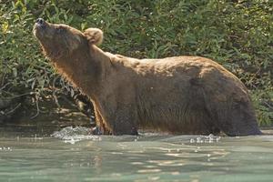 Grizzlybär, der die Luft schnüffelt foto