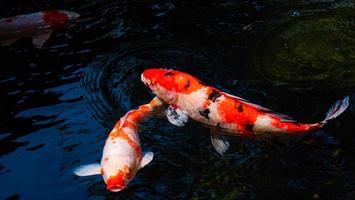 ausgefallene Koi-Fische oder ausgefallene Karpfen, die in einem schwarzen Teichfischteich schwimmen. beliebte Haustiere zur Entspannung und Feng-Shui-Bedeutung. foto