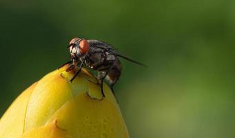 Nahaufnahme oder Makrofliegen klettern auf einen Teil der Blütenknospe. Die rotäugige Fliege hat volle Körperbehaarung. foto