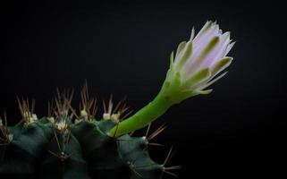 Blumen blühen. Kaktus, weiße und weiche grüne Gymnocalycium-Blume, die auf einer langen, gewölbten, stacheligen Pflanze blüht, die einen schwarzen Hintergrund umgibt und von oben leuchtet. foto