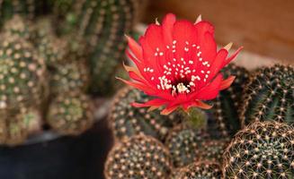 rote Blüten der Kaktuspflanze. Blumen, die auf Kakteen in kleinen Töpfen blühen.